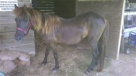 Catarina