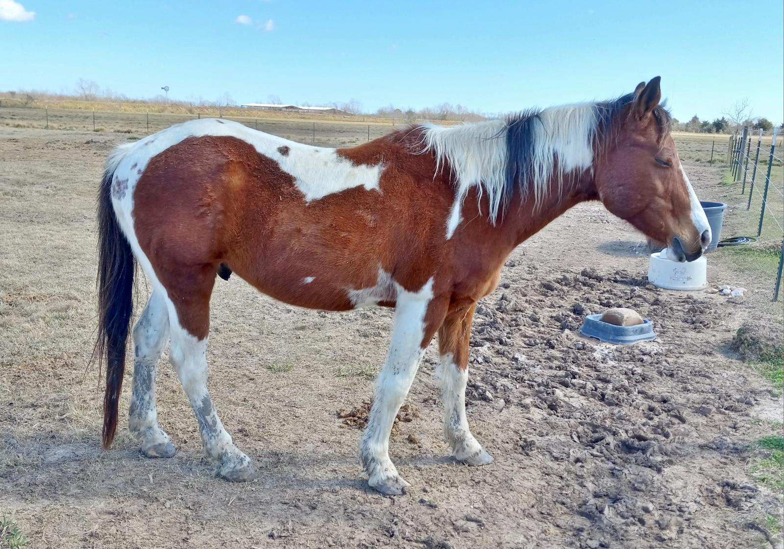 Comanche