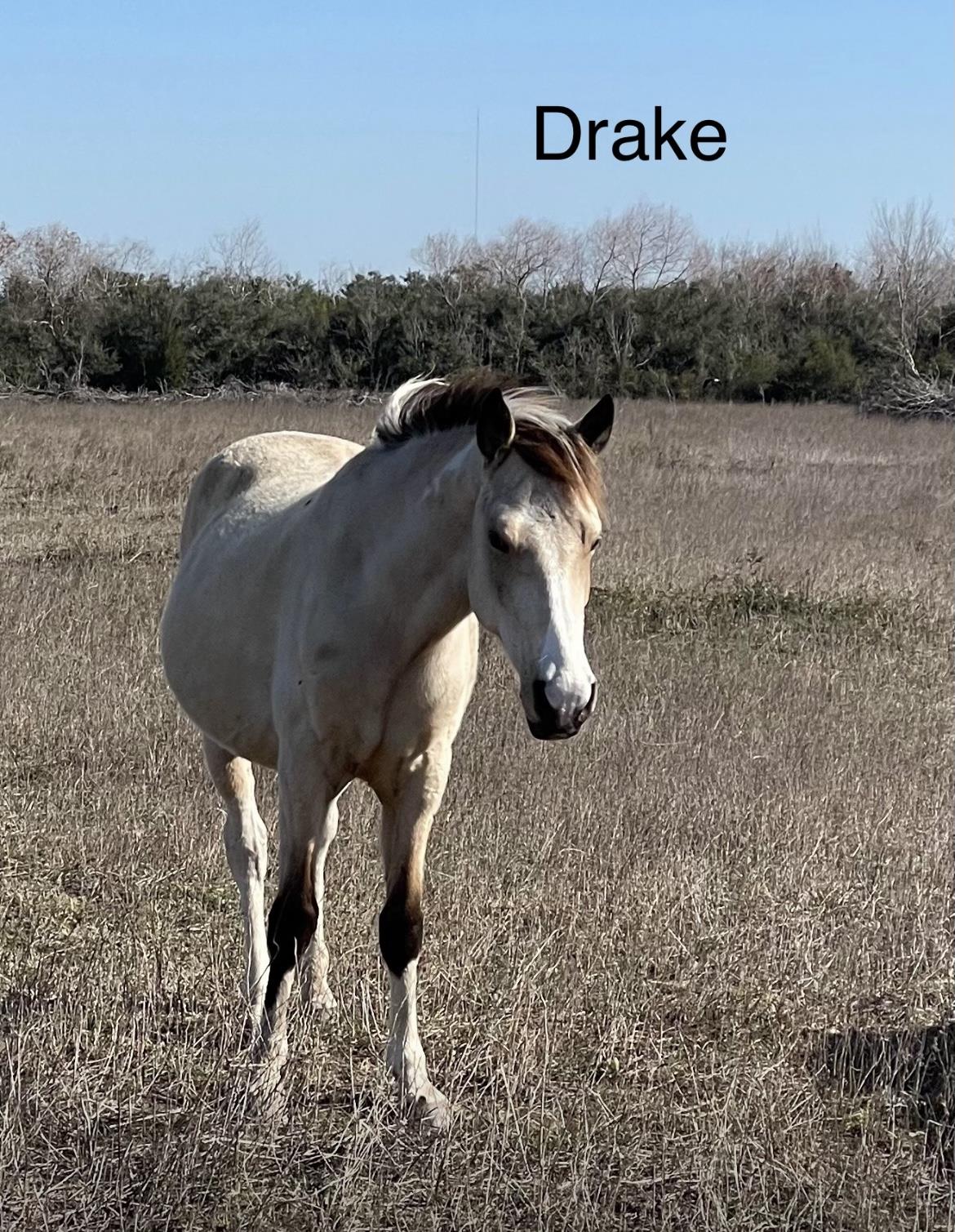 Drake