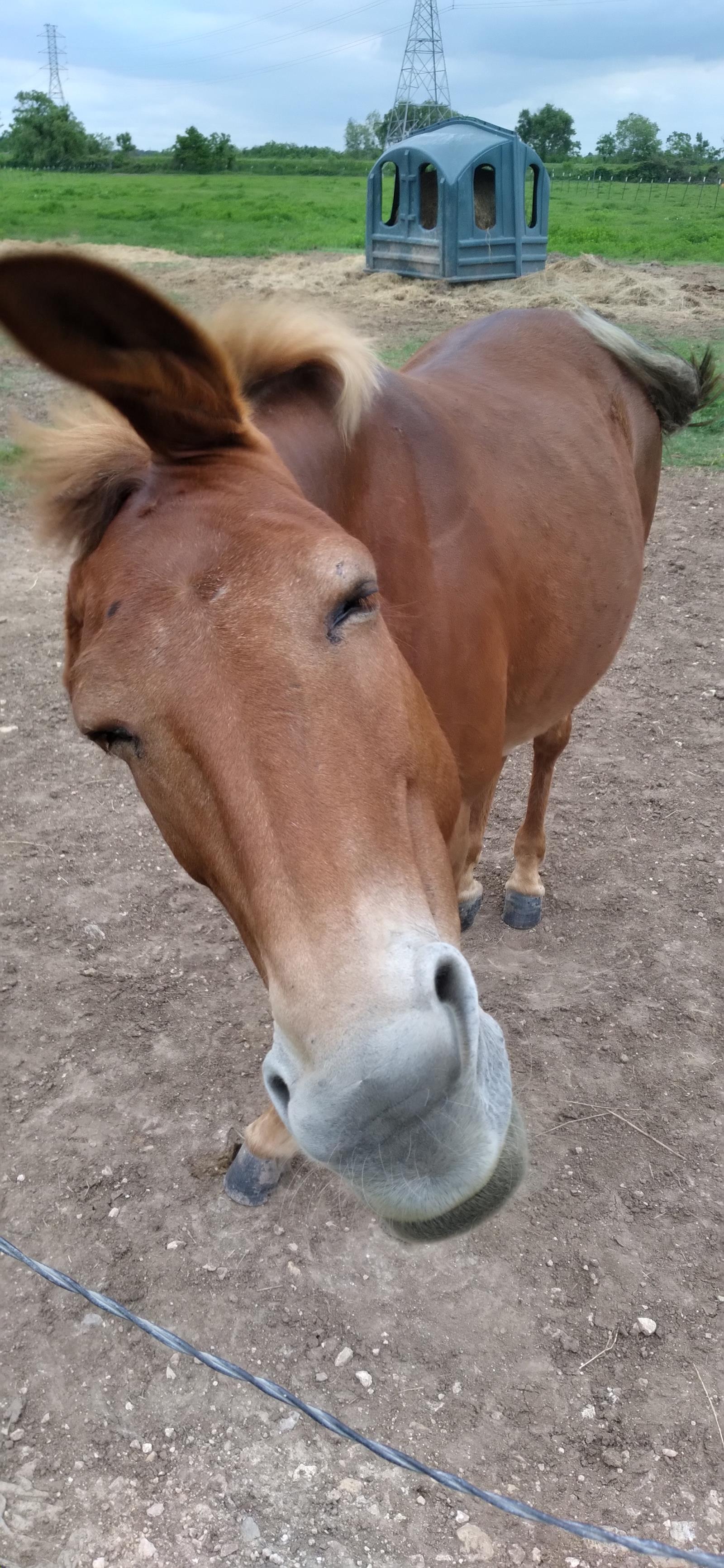 Rosie