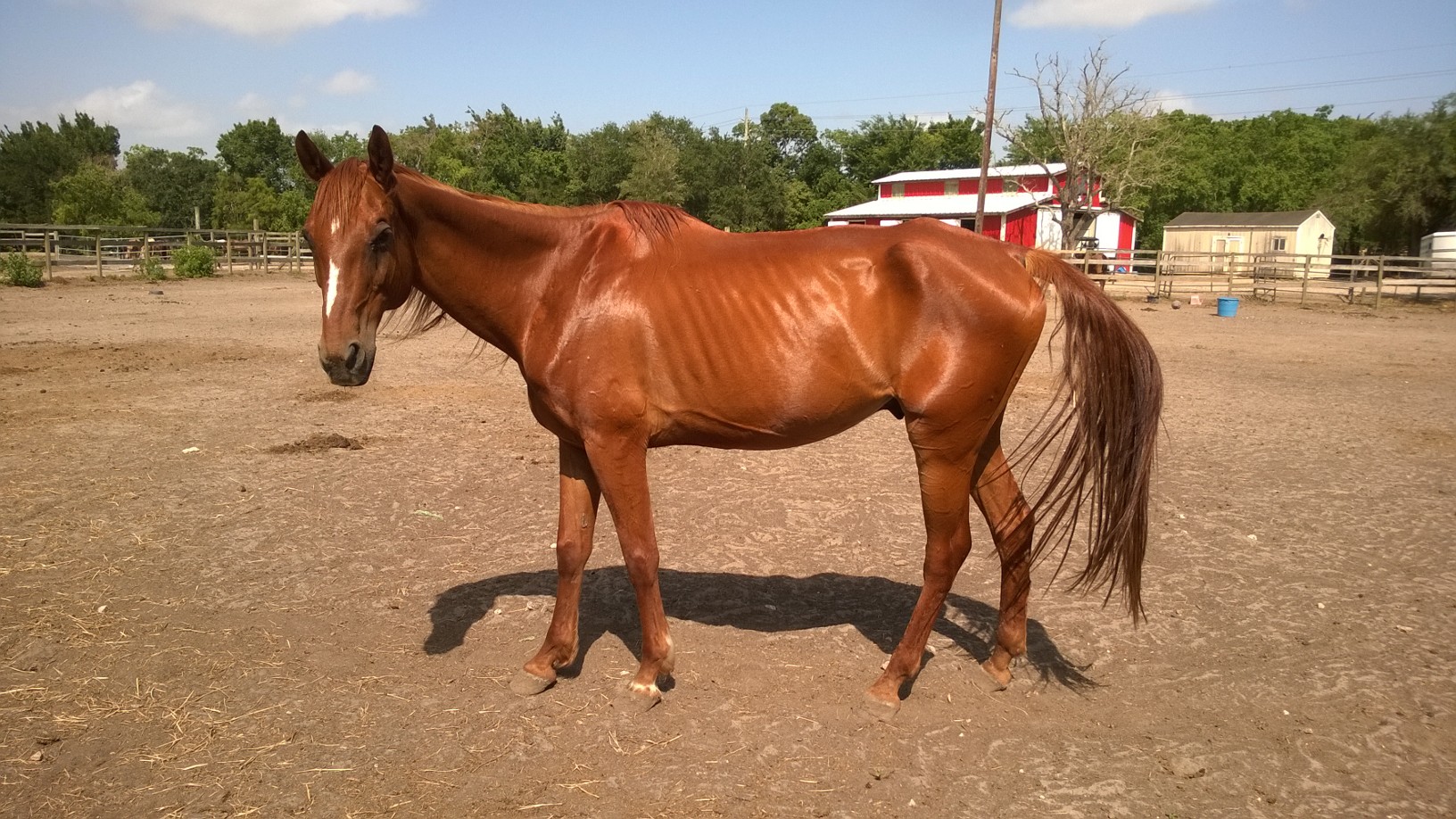 Shiloh