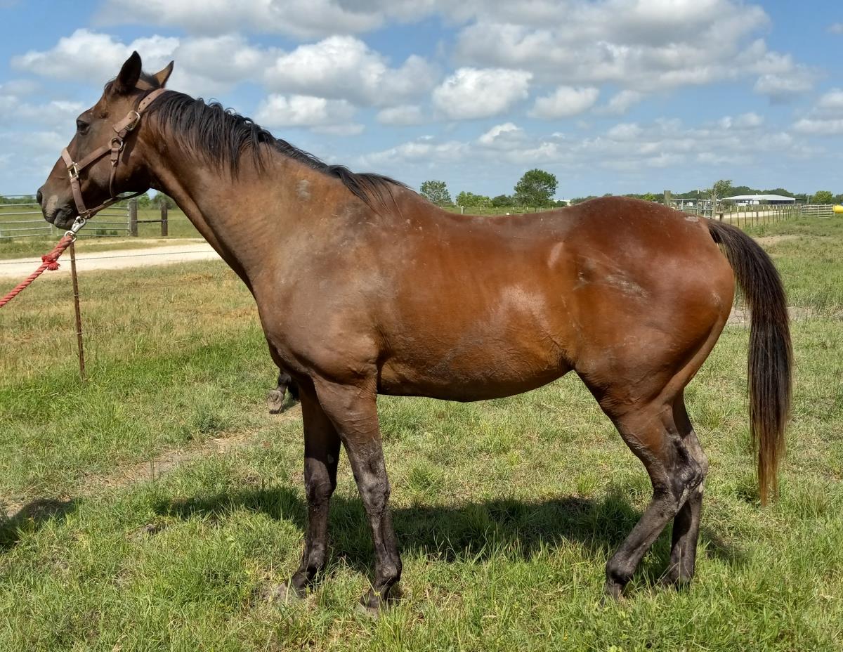 Skip (BN=Dante)