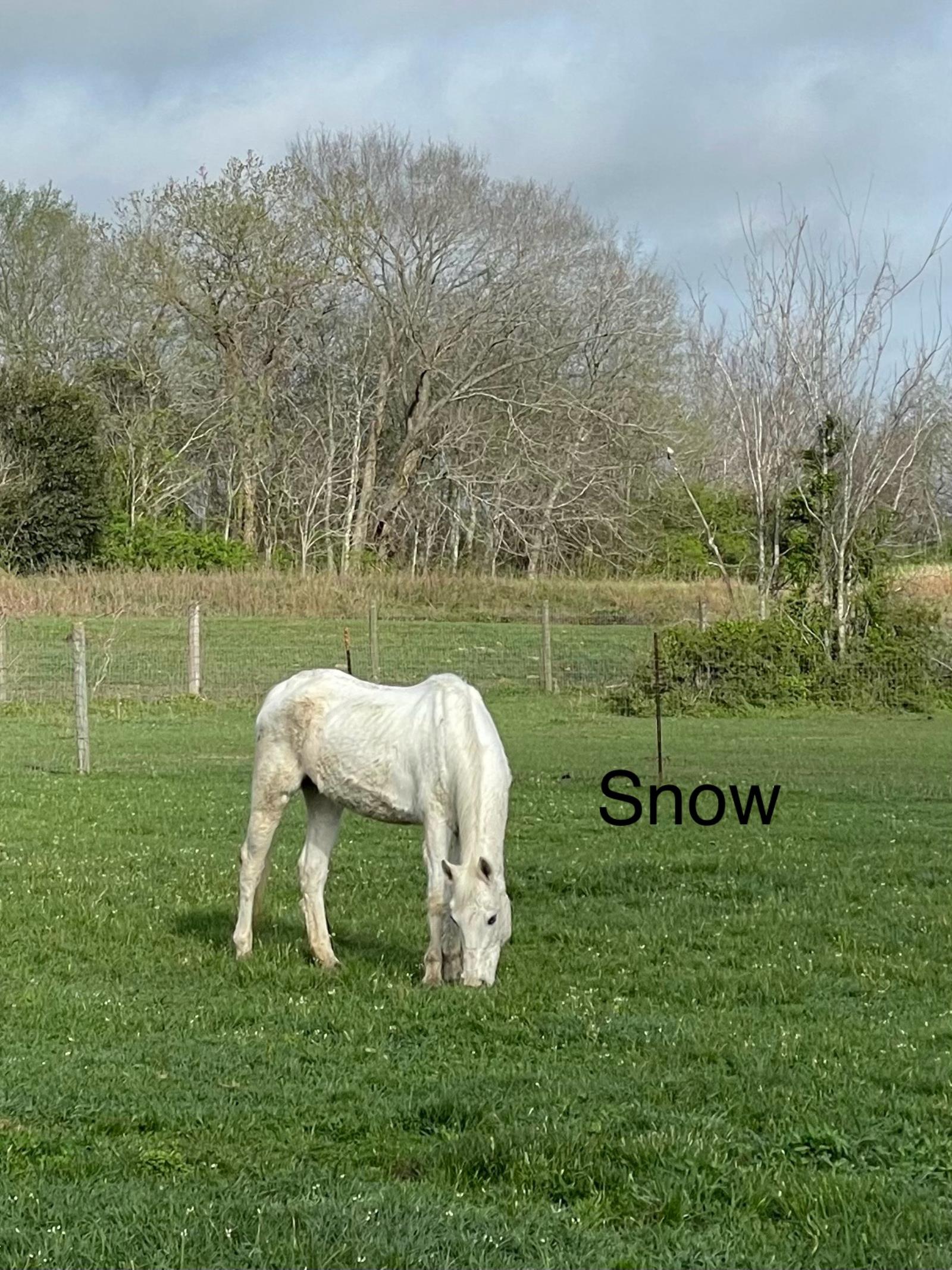 Snow