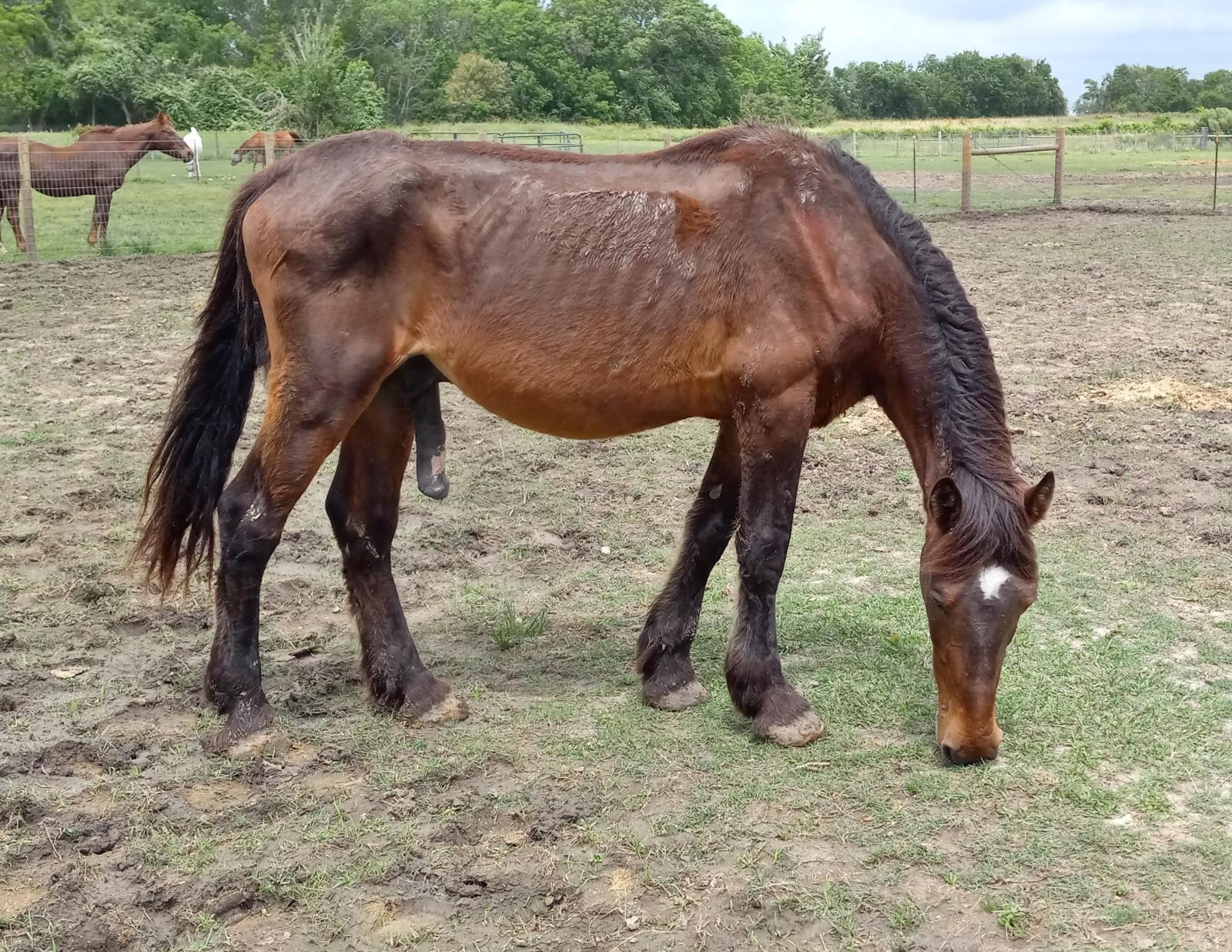 Tonka