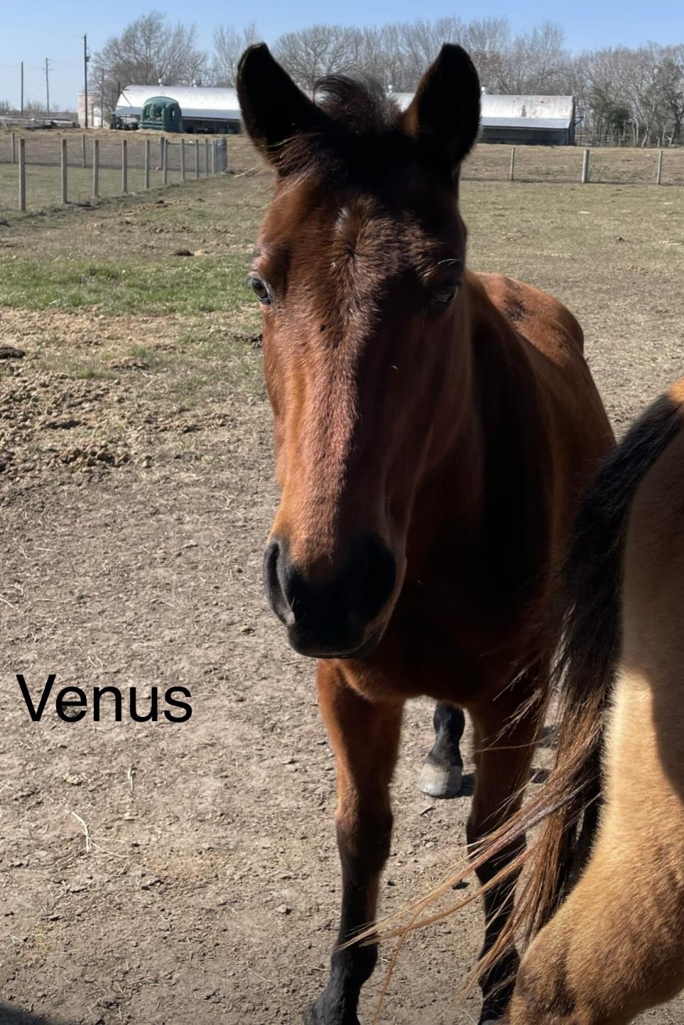 Venus