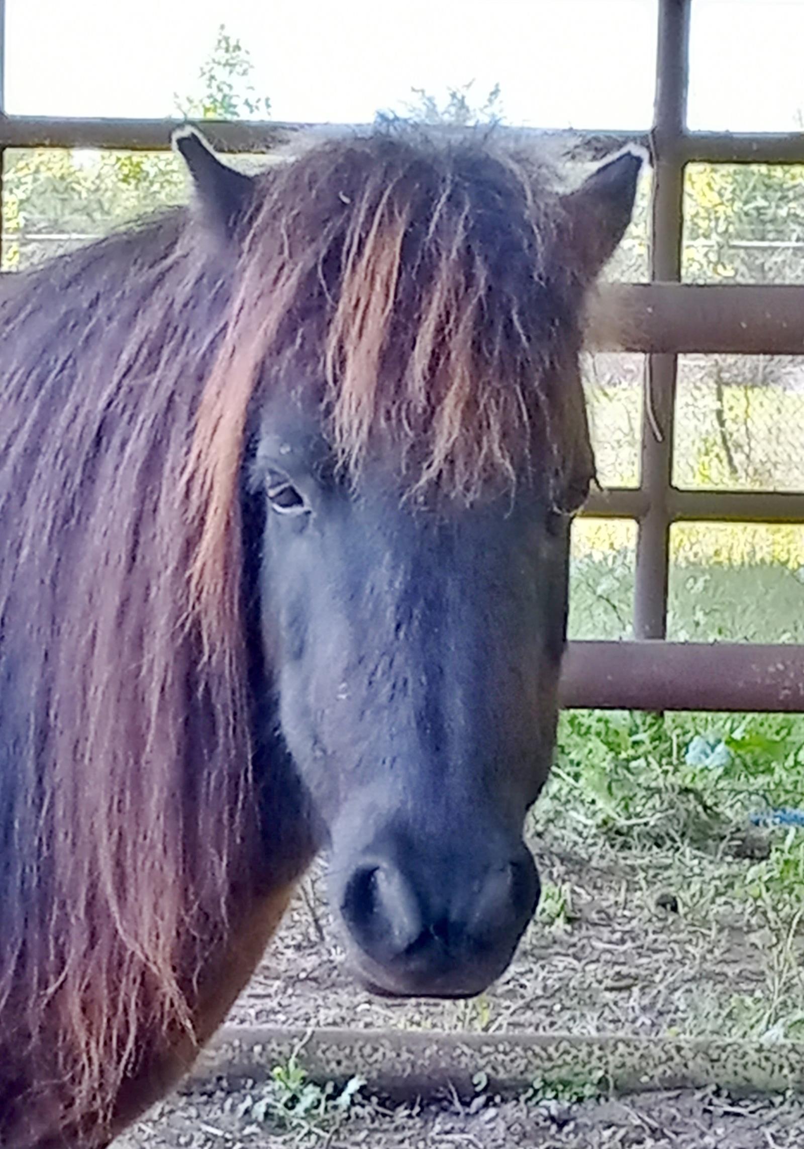 Zephyr