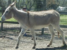 Zulu 